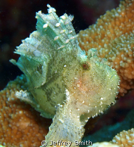 Frog fish house reef. Atlantis resort by Jeffrey Smith 